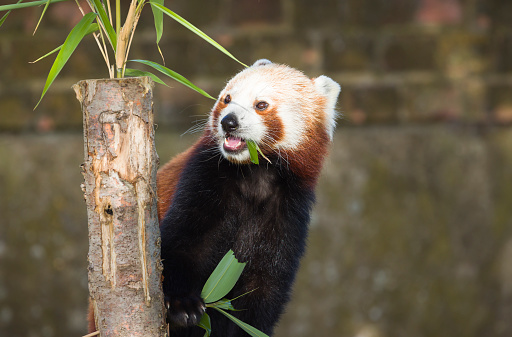 Red panda or lesser panda (ailurus fulgens) eating bamboo in captivity