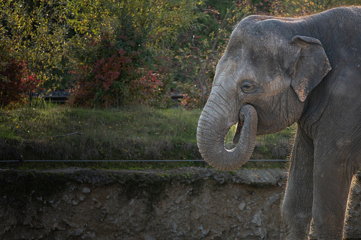 Stock photo showing close-up view of the head of an endangered Indian elephant close-up. Important as a beast of burden in India the elephant is also a sacred animals in the Hindu religion.