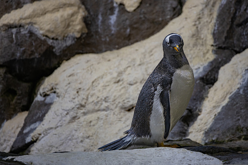 Cute penguin standing on the rock in cold weather. High-quality photo