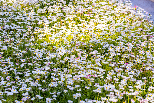 Daisies in sunshine, background with copy space, full frame horizontal composition