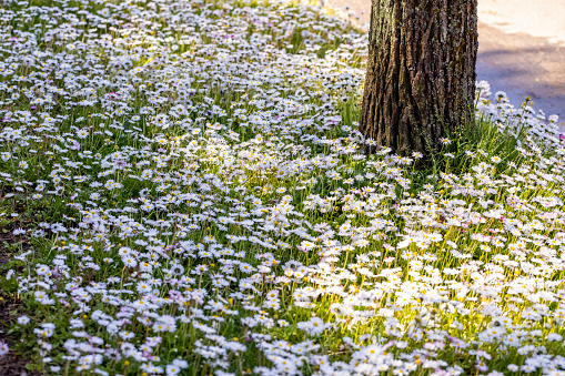 Daisies in sunshine in garden, background with copy space, full frame horizontal composition