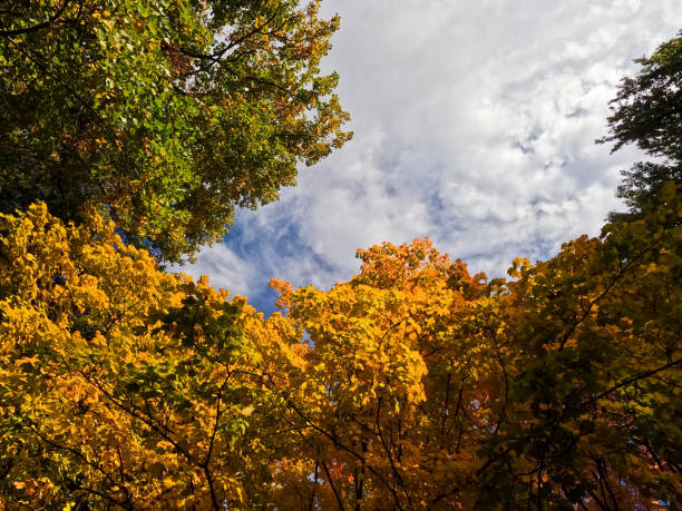 Views of vivid fall foliage from directly below. Leaves changing colors from green to bright golds, reds and oranges. Set against a blue sky with white swirly clouds.