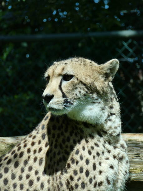 istock A close up of a cheetah. 1435667942