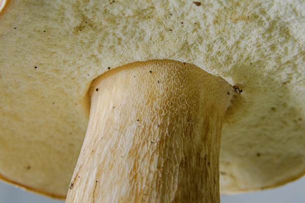Boletus edulis mushroom on a white background, close up of under cap view, isolated, macro. Cap looks like a sponge