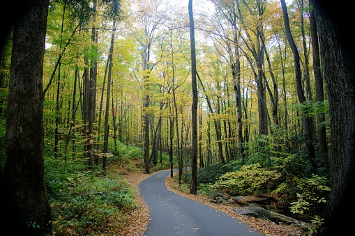 Forest road through Roaring Fork in Autumn near Gatlinburg