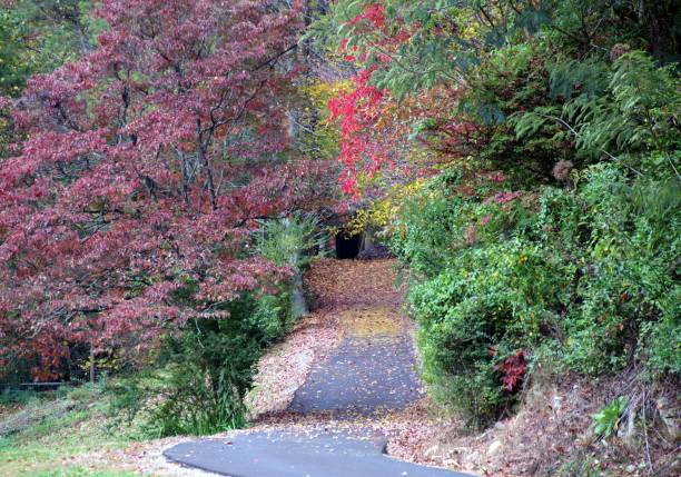 istock Autumn Country Drive 1435672224