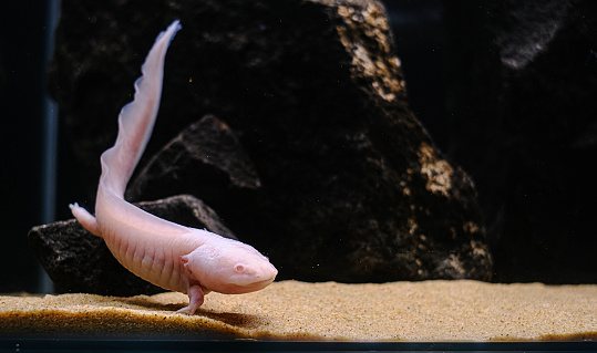 Axolotl. Mexican walking fish. Ambystoma mexicanum