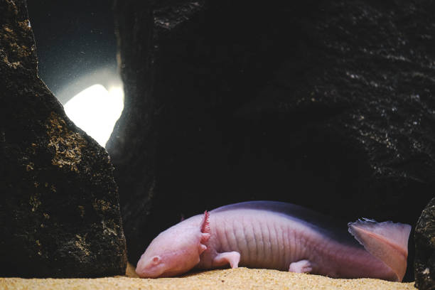 istock Axolotl. Mexican walking fish. Ambystoma mexicanum 1435672394