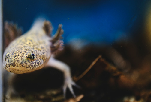 Axolotl. Mexican walking fish. Ambystoma mexicanum