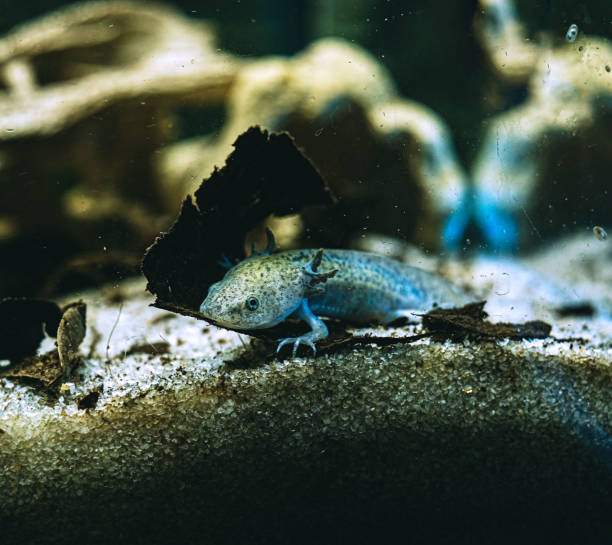 istock Axolotl. Mexican walking fish. Ambystoma mexicanum 1435672400
