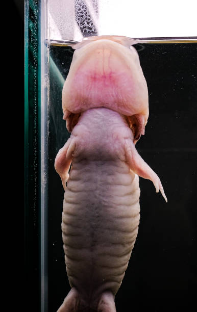 istock Axolotl. Mexican walking fish. Ambystoma mexicanum 1435672404