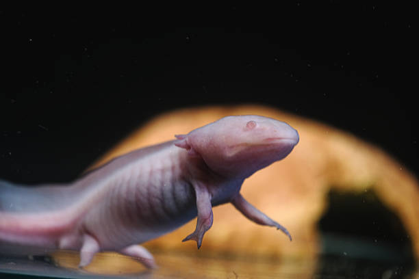 istock Axolotl. Mexican walking fish. Ambystoma mexicanum 1435672414