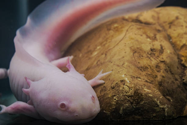 Axolotl. Mexican walking fish. Ambystoma mexicanum
