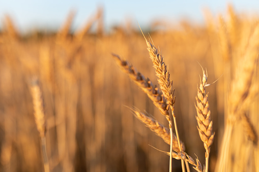A straight ripe ear of wheat against the background of a blurred agricultural field. The concept of the harvest. Selective focus. Copy space