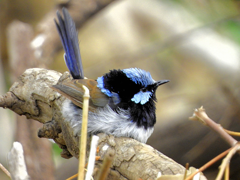 Superb Fairy Wren in the Murray Darling Basin