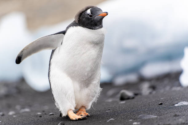 eselspinguin (pygoscelis papua) auf half moon island im archipel der südlichen shetlandinseln vor der antarktis - nature antarctica half moon island penguin stock-fotos und bilder