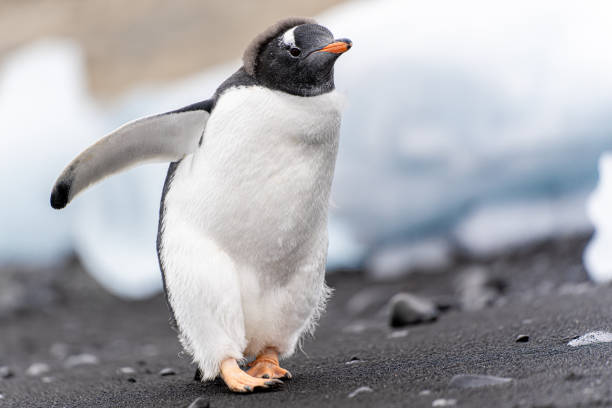 gentoo penguin (pygoscelis papua) on half moon island in the south shetland islands off antarctica - nature antarctica half moon island penguin imagens e fotografias de stock