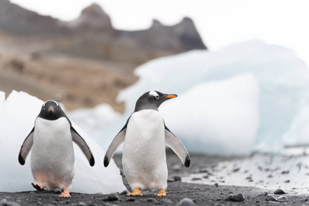 two Gentoo penguin (Pygoscelis papua) on Half Moon Island in the South Shetland Islands off Antarctica stock photo