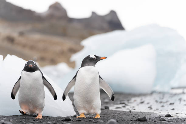 dois pinguins gentoo (pygoscelis papua) na ilha meia lua nas ilhas shetland do sul, ao largo da antártida - flightless bird water bird gentoo penguin penguin - fotografias e filmes do acervo