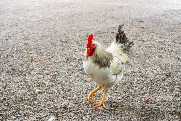 istock Single Rooster on a Gravel Background 1435680315