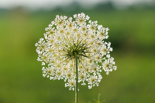 Cow Parsley in a field.