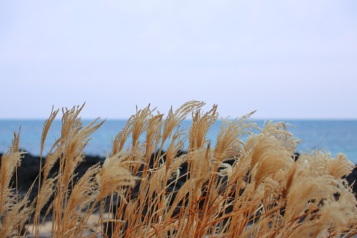 This is a group of reeds that grew on a seaside promenade on a spring day in a village in Jeju Island.