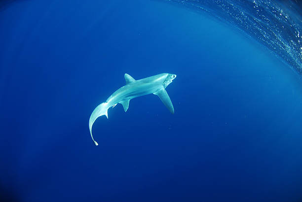 istock Bigeye thresher shark swimming in ocean 143568159