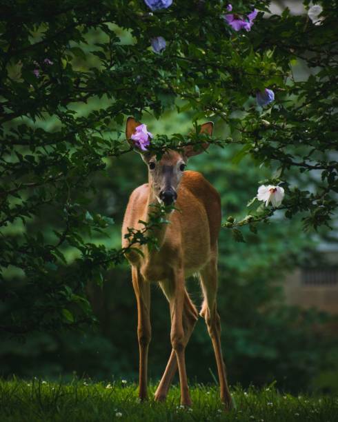 istock Beautiful vertical shot of a deer on a meadow through bloomed trees 1435681675