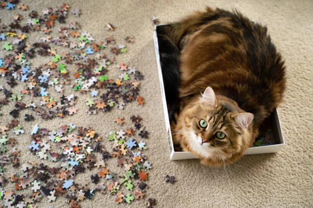 un chat sibérien se reposant dans une boîte à puzzle - chat sibérien photos et images de collection