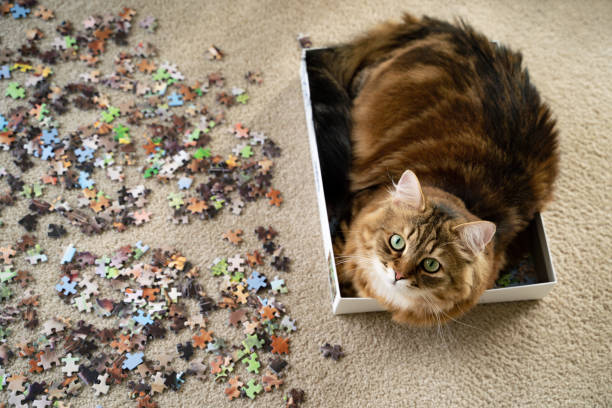a siberian cat resting in puzzle box - sibirisk katt bildbanksfoton och bilder