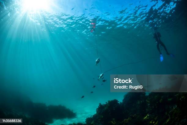 Spearfishing Stock Photo - Download Image Now - Fishing, Light - Natural Phenomenon, Scuba Diving