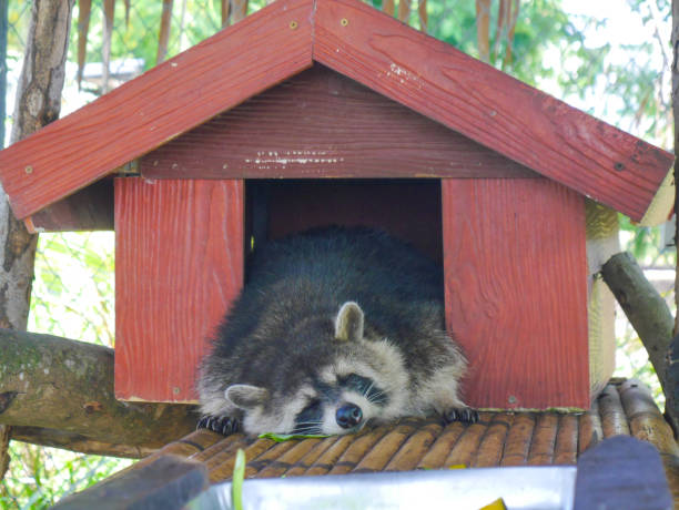 istock The raccoon sleeping in mini house 1435689790