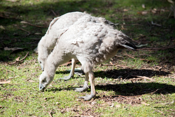the two Cape Barren goslings are grey