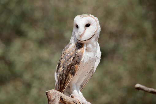 the barn owl is perched on a bush