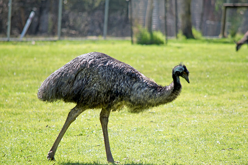 Camoflage doesn't get much better than this! An emu on a drought-stricken paddock.