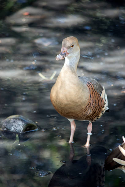 istock the plumed whistling duck is walking into a pond 1435691558