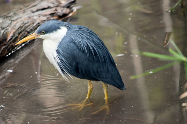 istock the pied heron is a black and white bird 1435692471