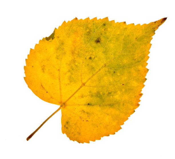 istock Autumn birch leaves on a white background 1435694006