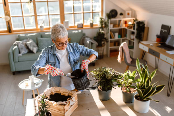 istock Senior woman potting plants on kitchen table at home 1435695412