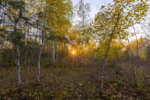 Birch forest in autumn stock photo