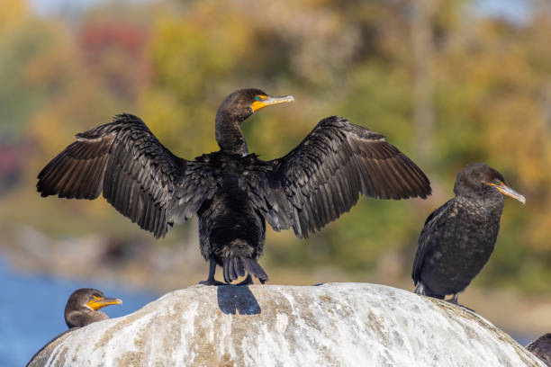 cormorán de doble cresta (nannopterum auritum) en otoño - cormorán moñudo fotografías e imágenes de stock