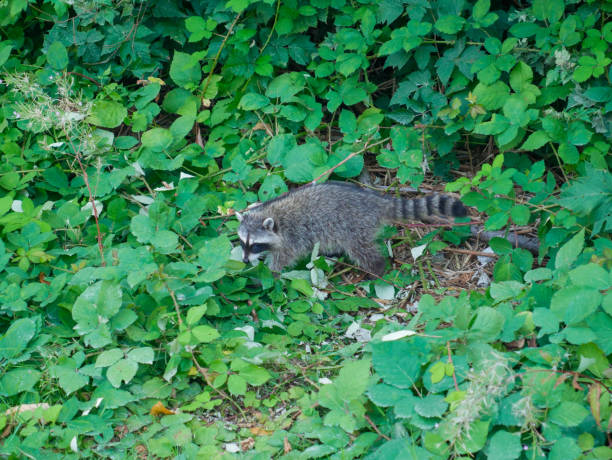 istock Raccoon Walking in Vegetation 1435698567