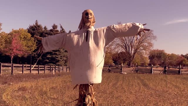 Scarecrow in Agricultural Field