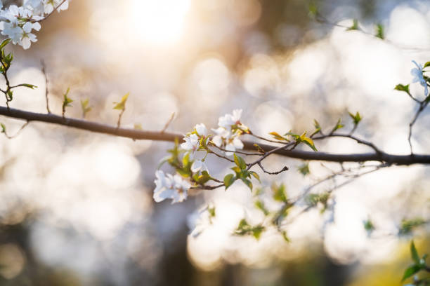 istock In spring, the cherry blossoms are in full bloom 1435705522