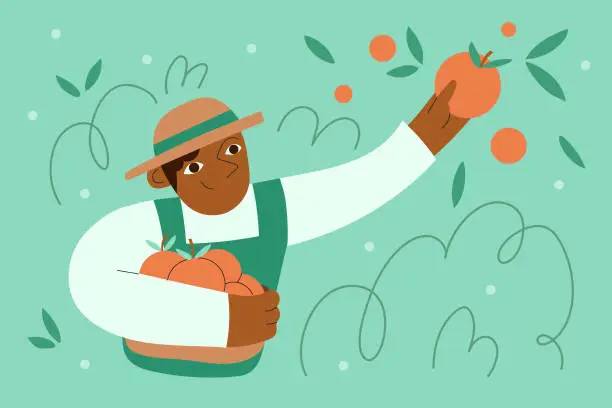 Vector illustration of A Man Farmer Happily Picks and Harvests Fresh Oranges Homegrown in Garden