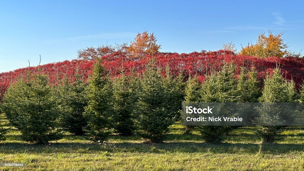 Trees Red green landscape Agricultural Field Stock Photo