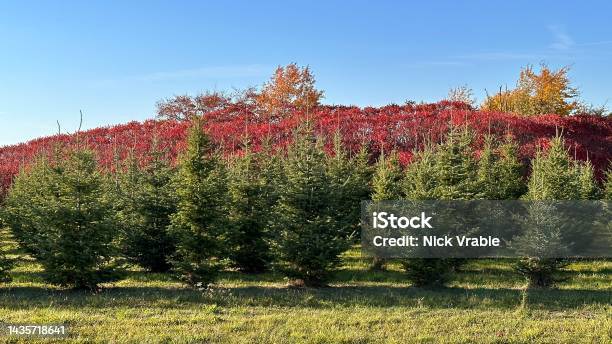 Trees Stock Photo - Download Image Now - Agricultural Field, Autumn, Beauty