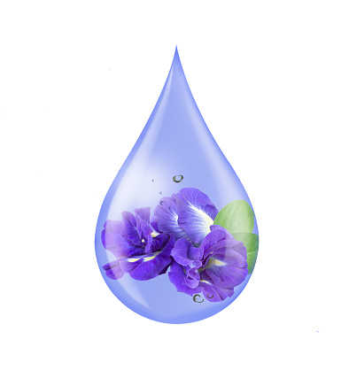 Butterfly pea flower serum oil drop isolated on white background. Fruit collagen, natural organic cosmetic ingredient for skin care, beauty and spa concept.