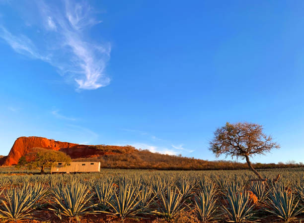 Agave field stock photo
