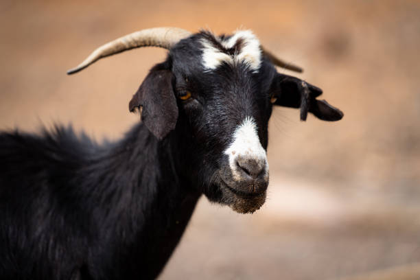 istock Goat in Fuerteventura 1435732970